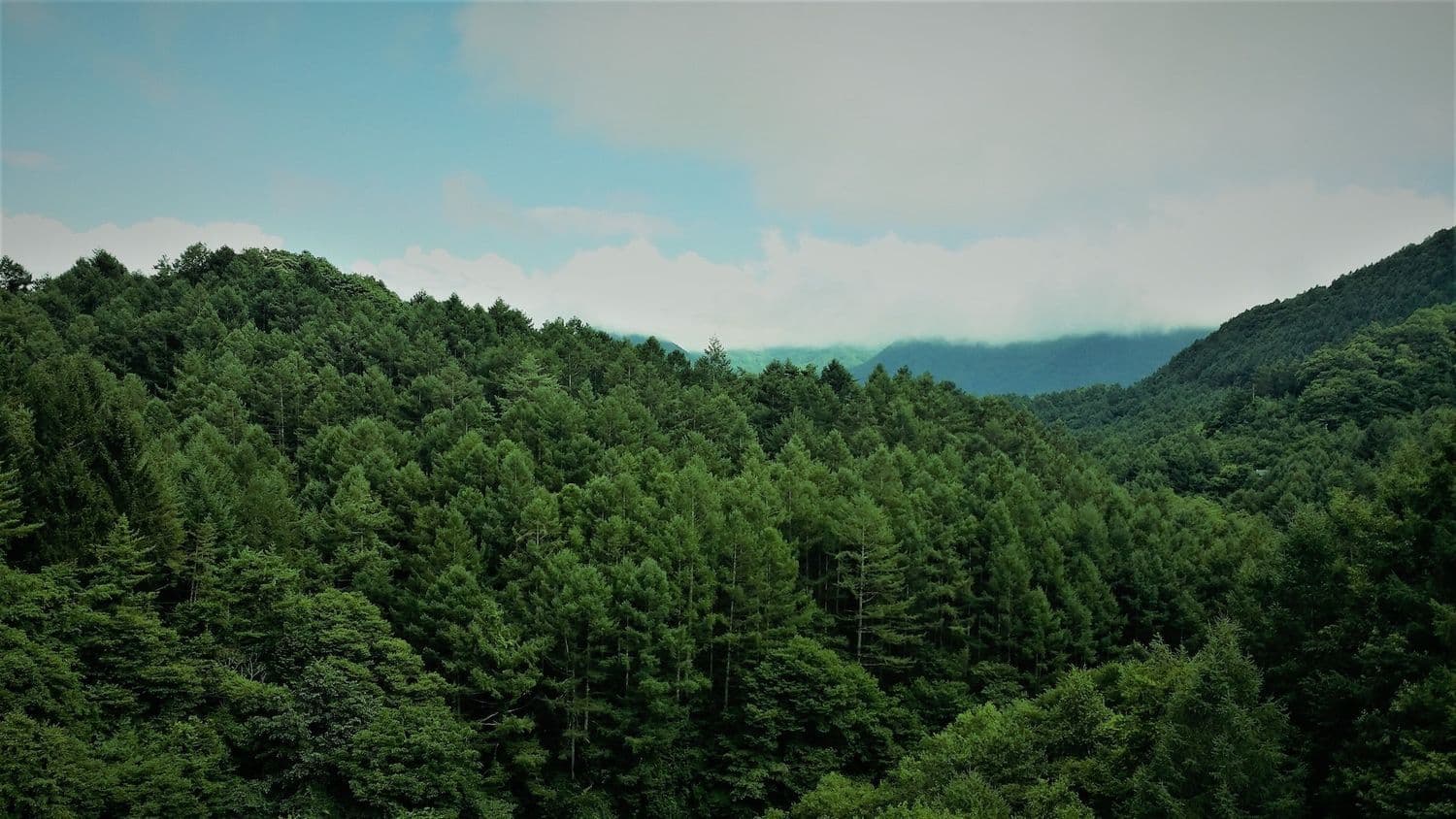 Image of nature, forest and river